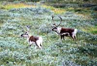 Karibou a Kangerlussuaq