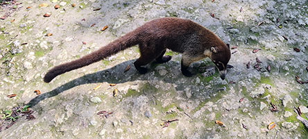 Coati Mundi dal naso bianco a Tikal