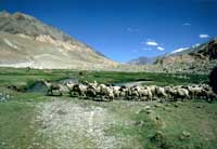Carovana di capre che trasportano sale a Pangong