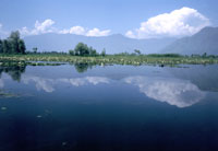 Il lotus garden di Srinagar