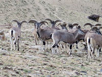 Stambecchi dell'himalaya sopra Thachungtse