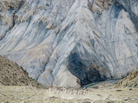 Stampede degli stambecchi himalayani