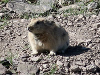 Marmotta al passo di Gongmaru La