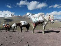 Cavalli al passo di Gongmaru, 5130 m