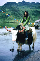 Yak al al lago di Tsango con la nostra guida