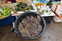 Rospi vivi in vendita al mercato di Luang Prabang