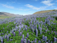 Lupini in fiore nei fiordi dell'ovest