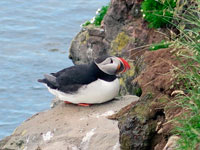 Pulcinella di mare a Latrabjarg