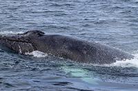 Megattera nel fiordo di Husavik 1