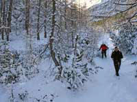 Nel bosco a fondovalle