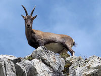 Stambecco sui pendii sotto al Gonella