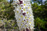 Fiore selvatico