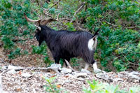 Capro selvatico
