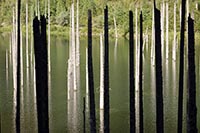 Tronchi affioranti nel lago di Kaindy
