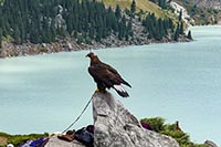 Aquila al lago di Bol'shoye Almatinskoye sopra Almaty