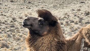 Primo piano di un cammello
