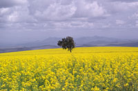 Campo fiorito