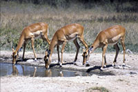 Gazzelle al Nakuru