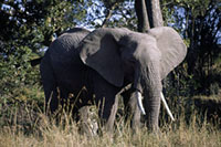 Elefante