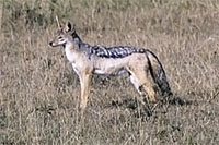 Sciacallo al Masai Mara