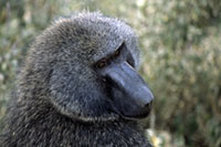 Babbuino al Nakuru