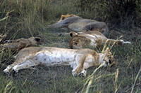 Leoni in riposo al Masai Mara
