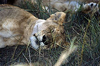 Leonessa al Masai Mara