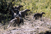 Mustelidi