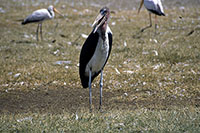 Marabù al Nakuru