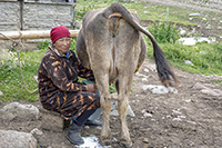 Signora mungitrice a Karkara