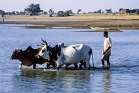 Buoi guadano il Niger