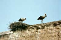 Cicogne sui tetti della kasbah