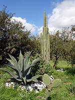 Agave a Tula
