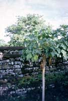 Nan Madol