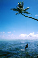 Palma a Kosrae