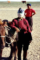 Cavallerizza