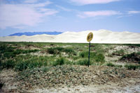 Dune di Khongoryn Els