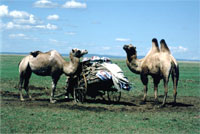 Cammelli nel Gobi