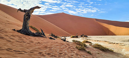 Acacia secca a Deadvlei