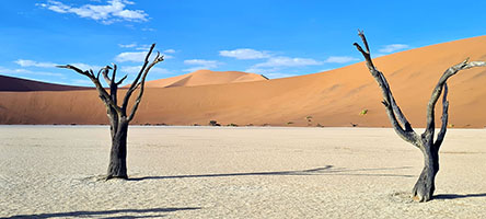 Alberi secchi di acacia delle giraffe (kameeldoring in afrikaans) a Deadvlei