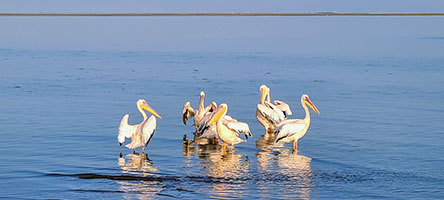 Pellicani nelle saline di Walvis Bay
