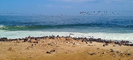 La colonia di otarie di Cape Cross