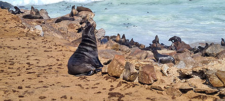 Otarie a Cape Cross