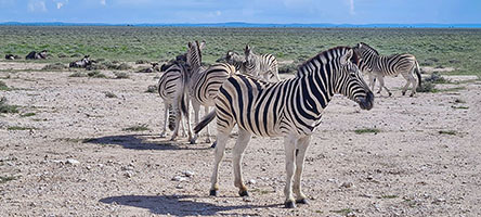 Zebre all'Eotsha NP