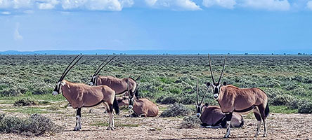 Orici gazzella (una delle 4 specie di antilopi africane) all'Etosha NP