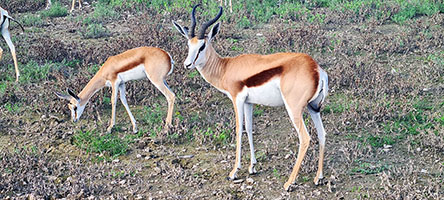 Gazzelle all'Etosha NP