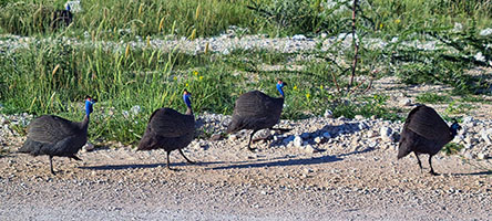 Faraone mitrate (galline faraona) all'Etosha NP