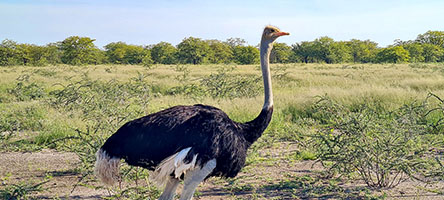 Struzzo all'Etosha NP