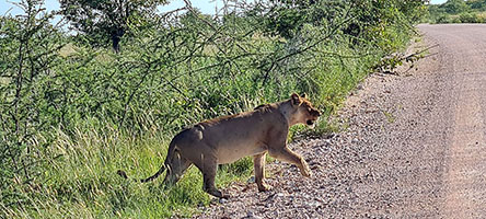 Leonessa attraversa la pista all'Etosha NP