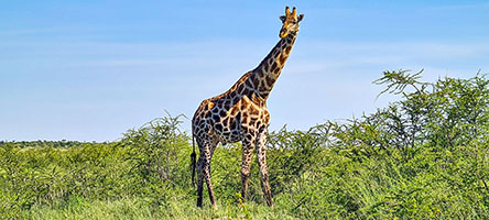 Giraffa all'Etosha NP